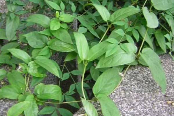 鸡屎藤如何栽培,播种出苗后要加强水分管理