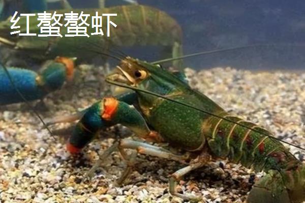 红螯螯虾的产地,原产于澳大利亚