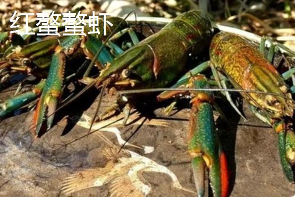 红螯螯虾的产地,原产于澳大利亚