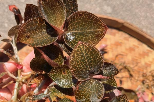 农村有潜力的种植项目,以下8个品种值得推荐