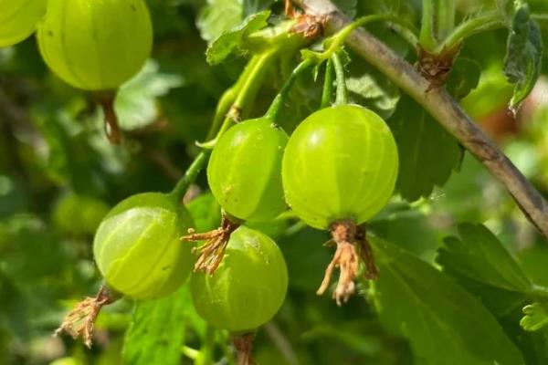 农村有潜力的种植项目,以下8个品种值得推荐