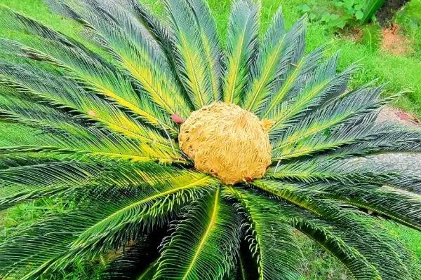 农村有潜力的种植项目,以下8个品种值得推荐