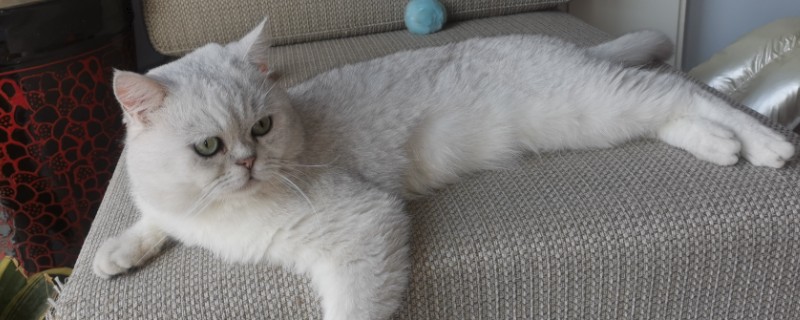 猫咪巨结肠如何预防，要增加水分的摄入