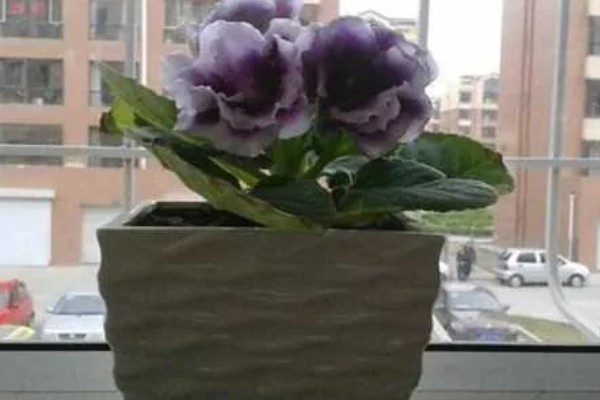 芙蓉花的种子能否发芽，可以发芽