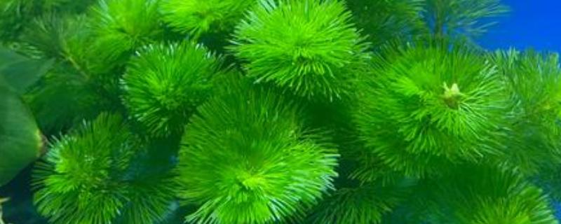绿菊水草的养殖方法，提供光照才能进行光合作用