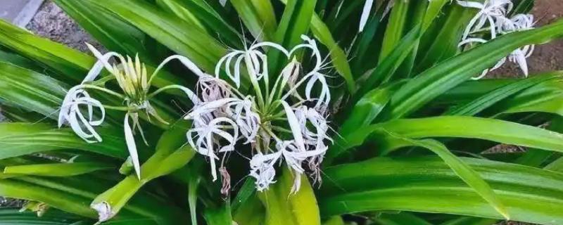 文殊兰的花语，寓意与君同行