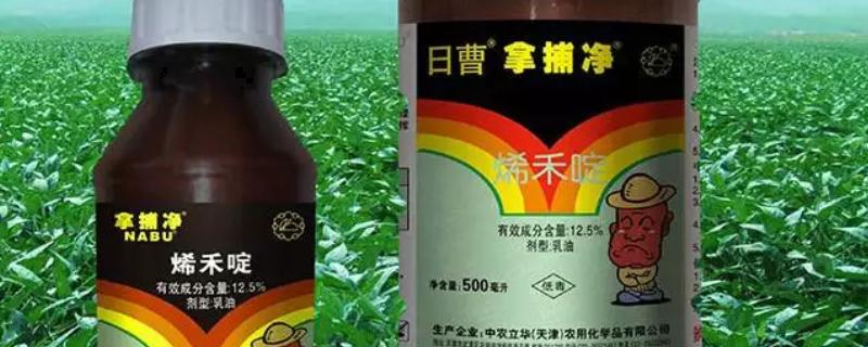 稀禾定的作用是什么，可有效防治一年生禾本科杂草