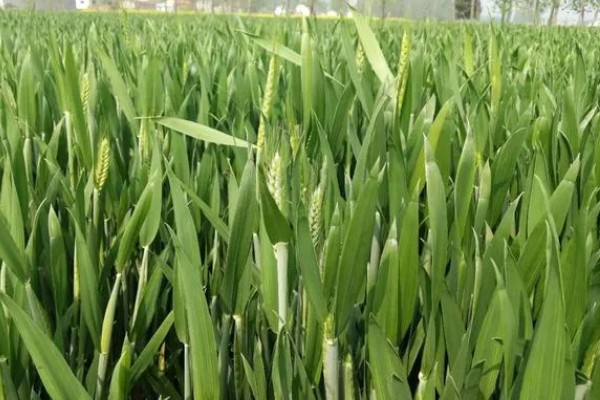 衡5229小麦种简介，株高70厘米左右