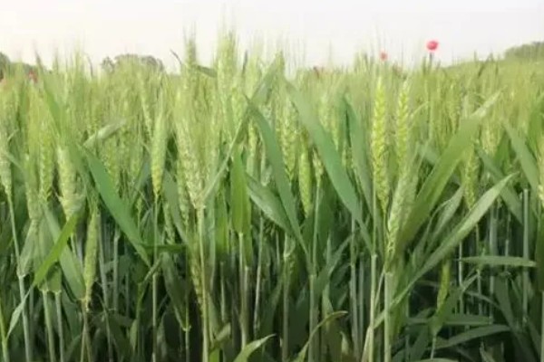 衡5229小麦种简介，株高70厘米左右
