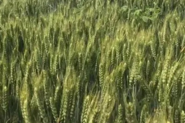 衡5229小麦种简介，株高70厘米左右