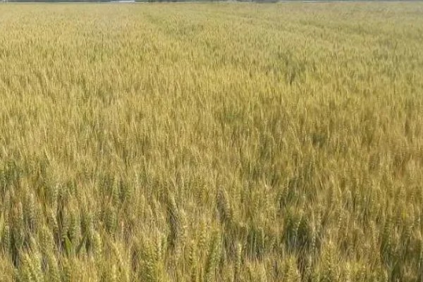 衡5229小麦种简介，株高70厘米左右