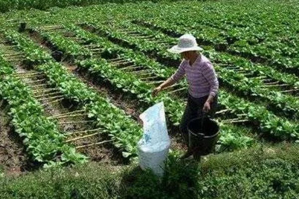怎么分辨真假控释肥，不可根据颜色辨别