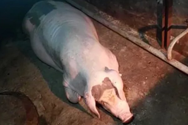 母猪低温不食是什么原因,可能是营养不足