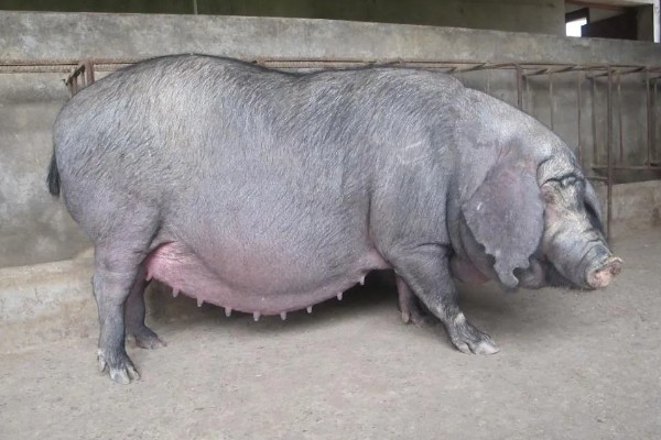 母猪低温不食是什么原因,可能是营养不足