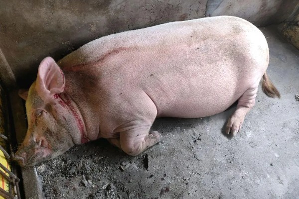 母猪低温不食是什么原因,可能是营养不足