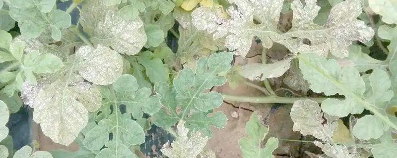 西瓜白粉病的防治方法，种植前或收获后应彻底残体