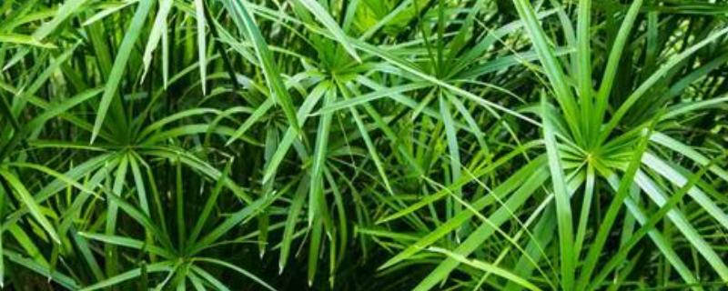 风车草的花语，寓意离别、健康、幸福等