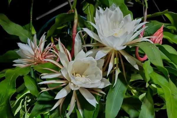 家庭养昙花的禁忌，忌阴凉处养殖