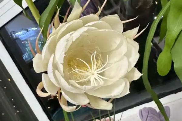 家庭养昙花的禁忌，忌阴凉处养殖