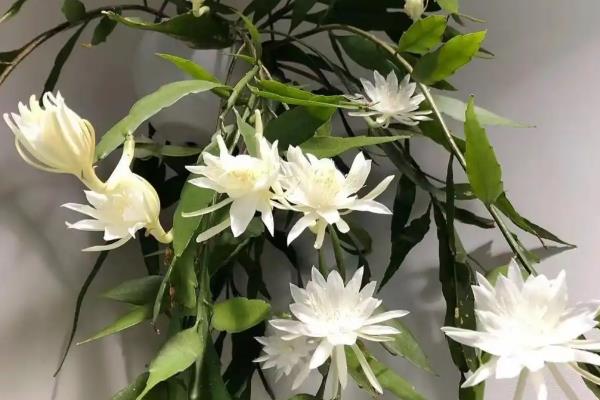 家庭养昙花的禁忌，忌阴凉处养殖