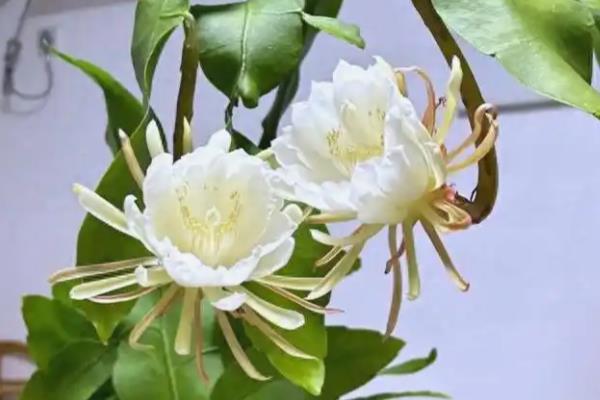 家庭养昙花的禁忌，忌阴凉处养殖