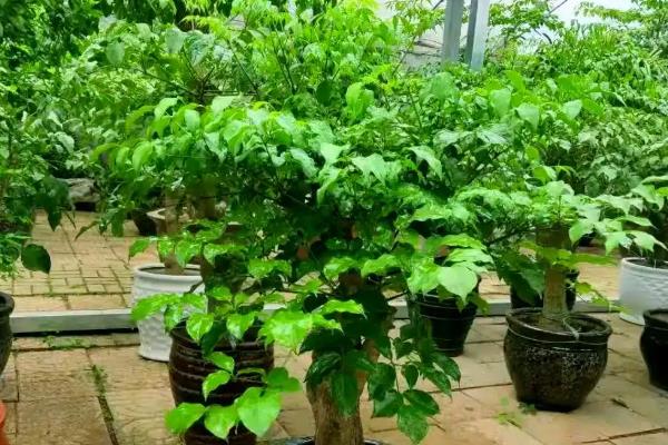 幸福树的养殖方法,夏季每隔3天左右浇一次水