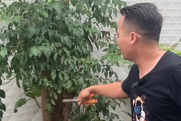 幸福树的养殖方法,夏季每隔3天左右浇一次水
