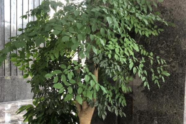 幸福树的养殖方法,夏季每隔3天左右浇一次水