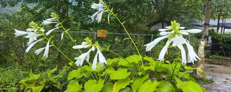 玉簪花有没有毒，毒性并不强烈