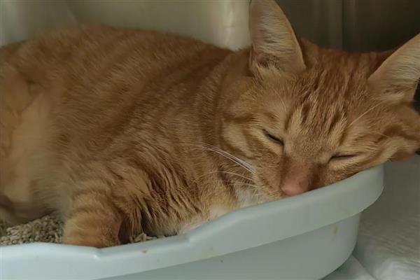 猫瘟的治疗方式,需要给猫咪服用相应的药品