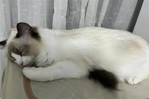 猫瘟的治疗方式,需要给猫咪服用相应的药品