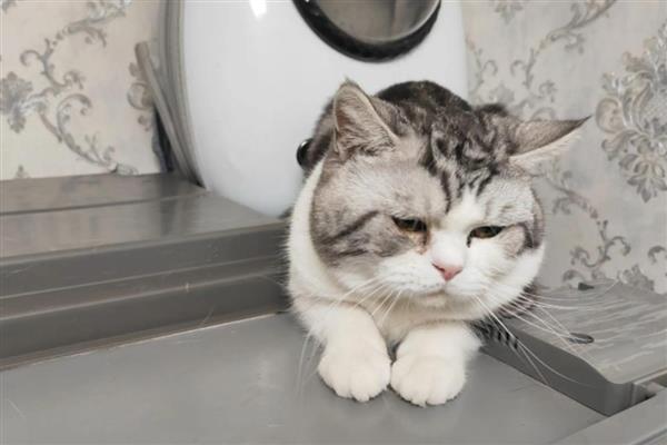 猫瘟的治疗方式,需要给猫咪服用相应的药品