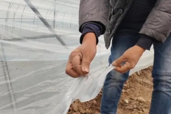怎么延长农膜的使用寿命，出现破损要及时修补