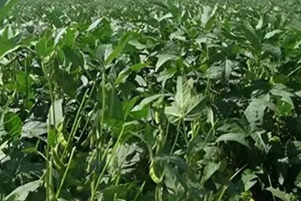 大豆荚为什么不饱满，可能是缺少营养、长期干旱等因素所致