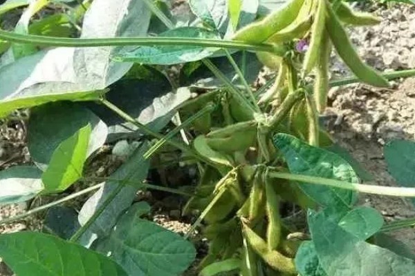 大豆荚为什么不饱满，可能是缺少营养、长期干旱等因素所致