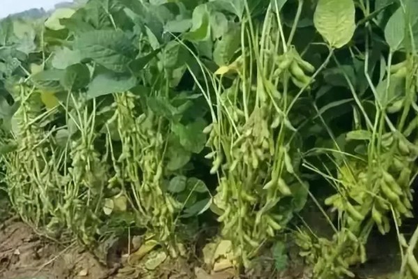 大豆荚为什么不饱满，可能是缺少营养、长期干旱等因素所致