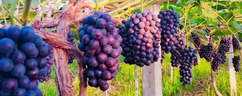 为什么葡萄会落花落果，可能是气候的影响所致