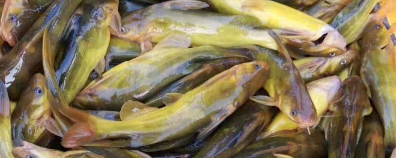 黄骨鱼的鱼种定义，学名黄颡鱼
