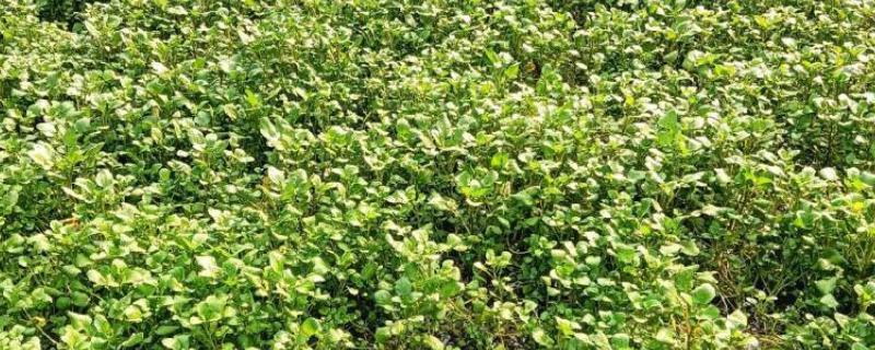 西洋菜的种植方法，适宜生长在肥沃松软的土壤中