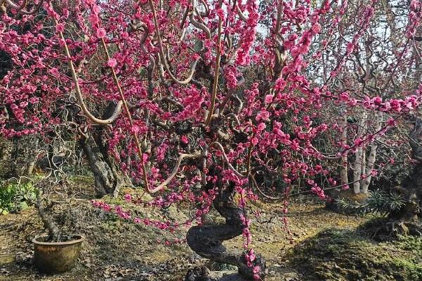 红梅花怎么养殖，春季每隔2-3天浇一次水