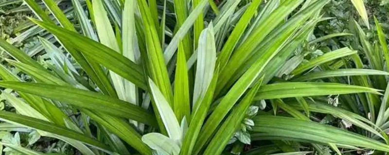 斑斓叶的种植方法，一般采用分株方法