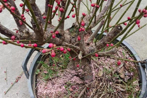 红梅花怎么养殖，春季每隔2-3天浇一次水