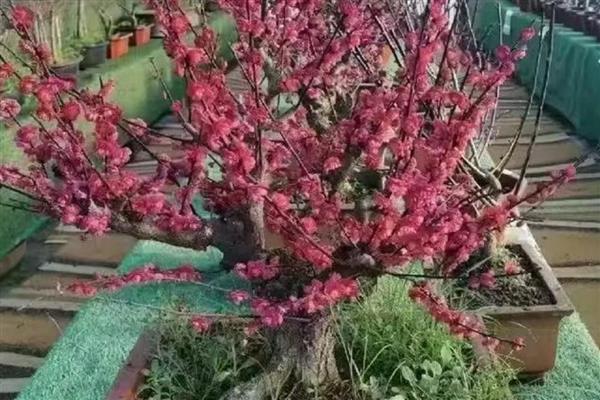 红梅花怎么养殖，春季每隔2-3天浇一次水