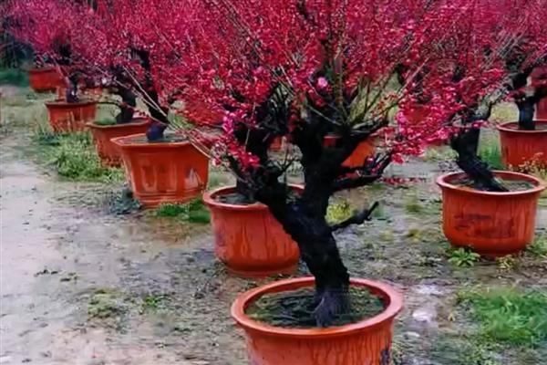 红梅花怎么养殖，春季每隔2-3天浇一次水