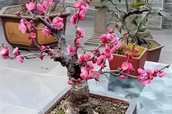 红梅花怎么养殖，春季每隔2-3天浇一次水