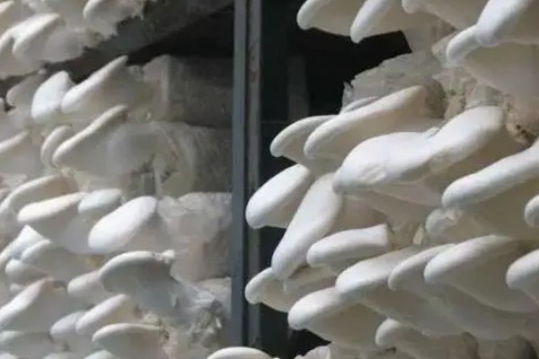 白灵菇与杏鲍菇的区别，外形和味道均不同