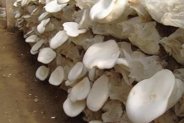白灵菇与杏鲍菇的区别，外形和味道均不同