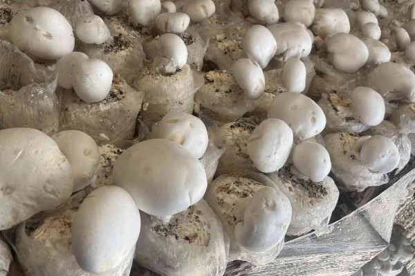 白灵菇与杏鲍菇的区别，外形和味道均不同