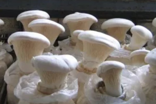 白灵菇与杏鲍菇的区别，外形和味道均不同