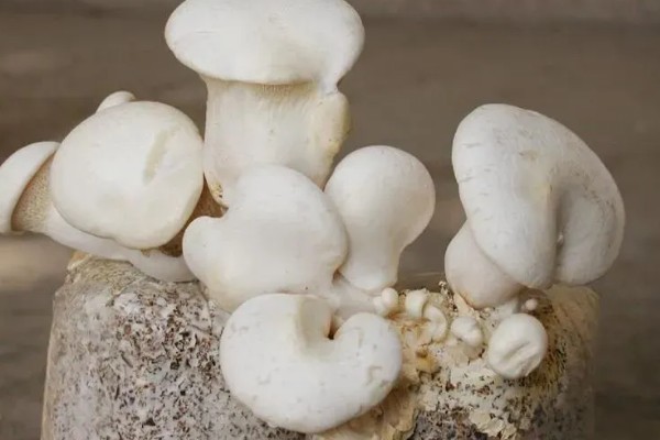 白灵菇与杏鲍菇的区别，外形和味道均不同